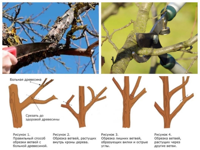 Обрезка плодовых деревьев