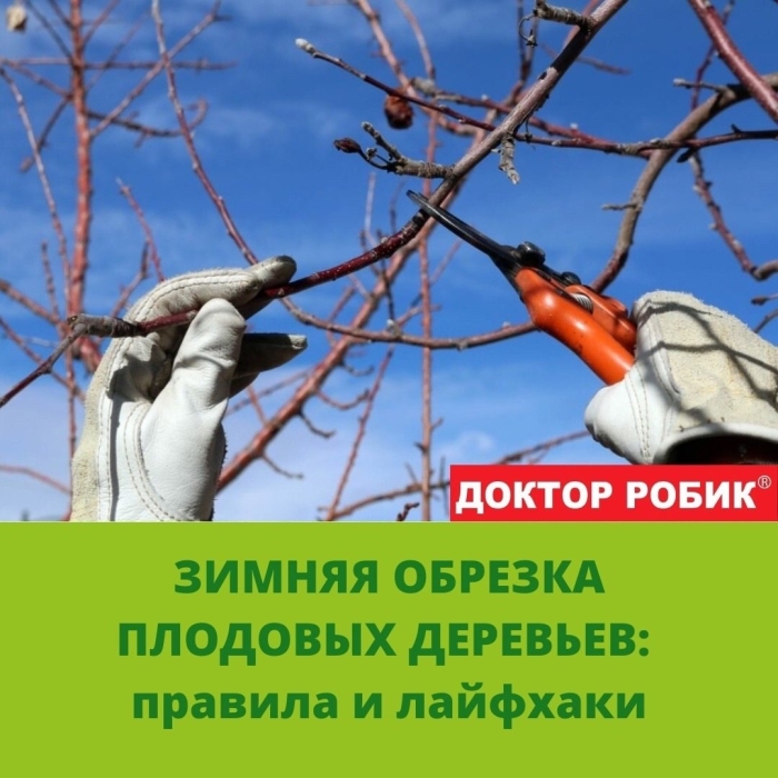 Санитарная обрезка деревьев