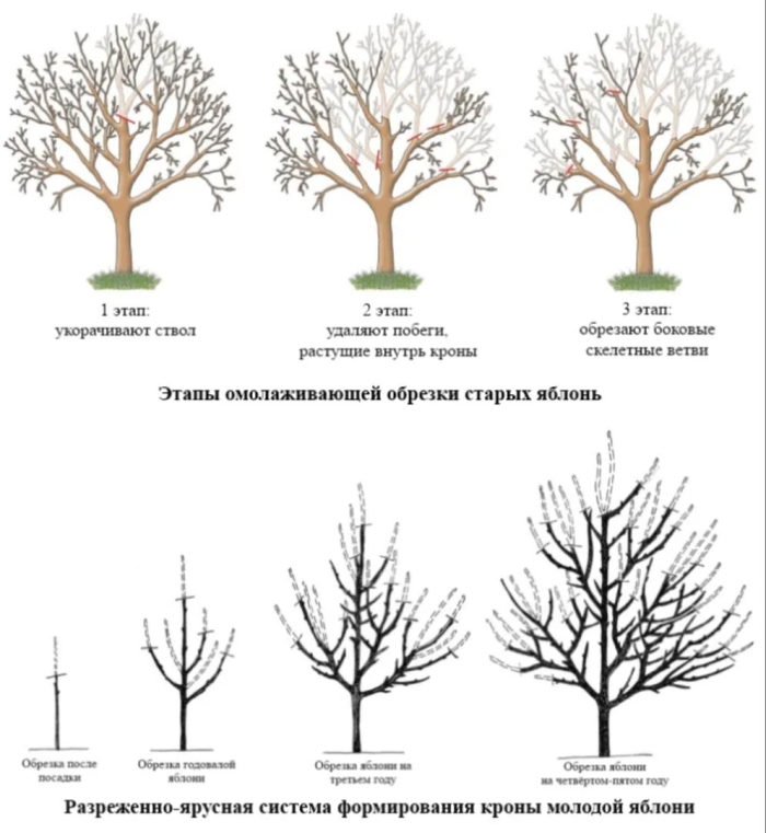 Схема обрезки яблони весной