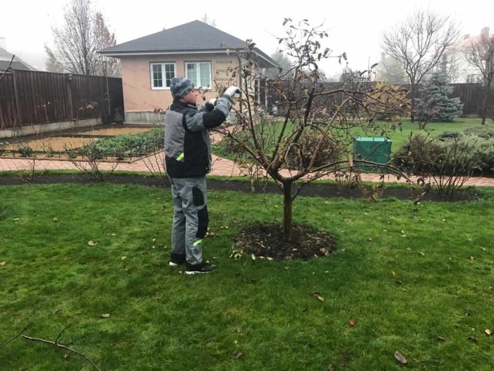 Пирамидальная крона яблони