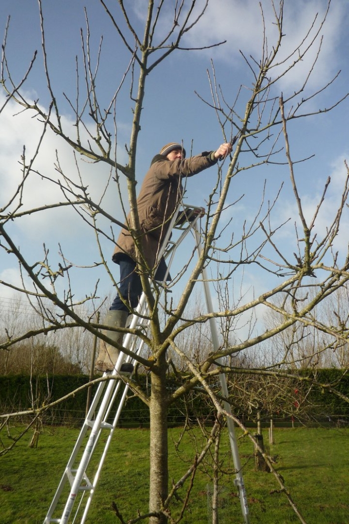 Обрезка дерева