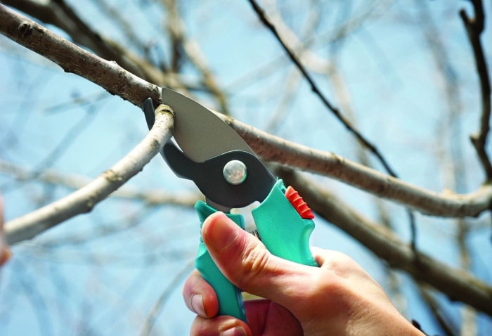 Весенняя обрезка плодовых деревьев