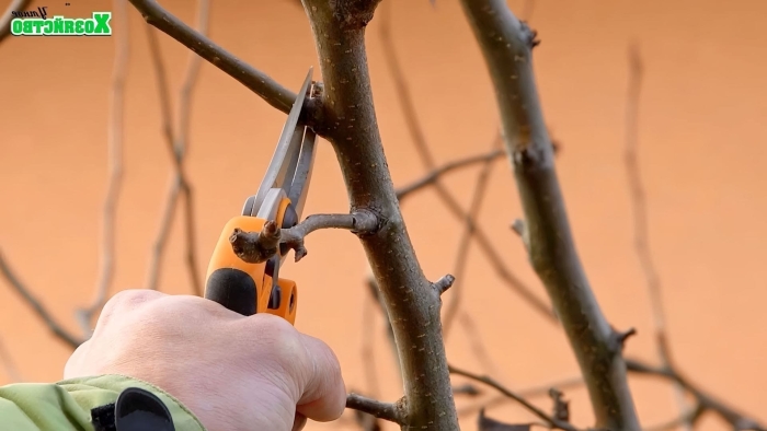 Обрезка плодовых деревьев весной для начинающих