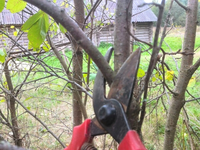 Обрезать сливу весной