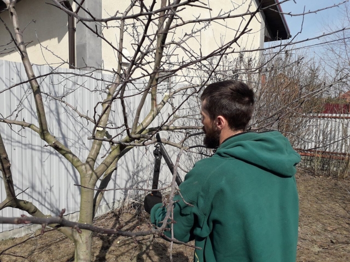 Обрезка деревьев персика