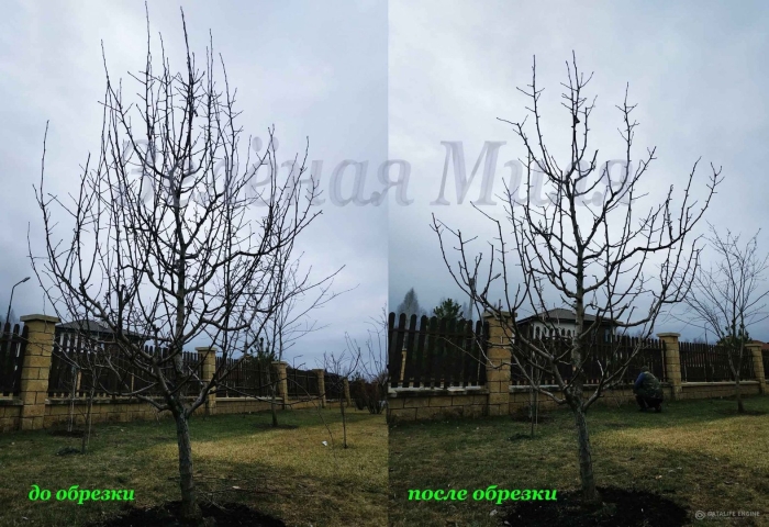 Обрезка деревьев до сокодвижения