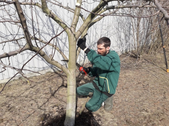 Санитарная обрезка плодовых деревьев