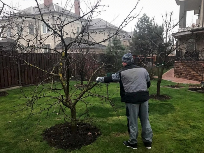 Кронирование яблони