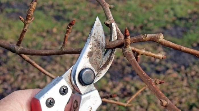 Обрезка и формирование кроны плодовых деревьев