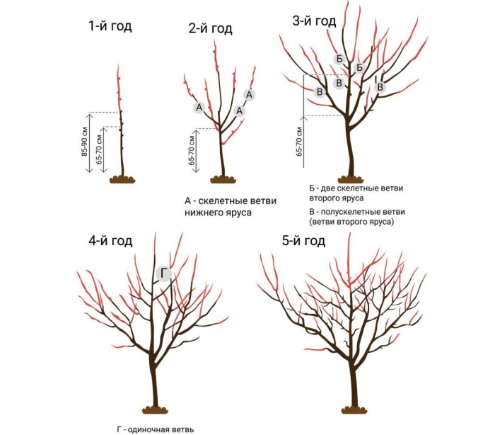 Обрезка абрикоса весной схема