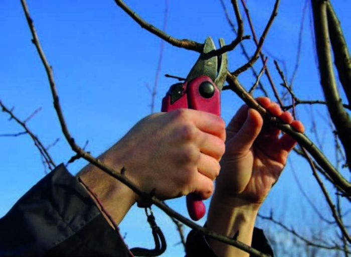 Обрезка плодовых деревьев
