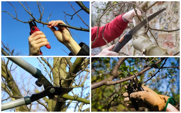 Обрезка деревьев весной