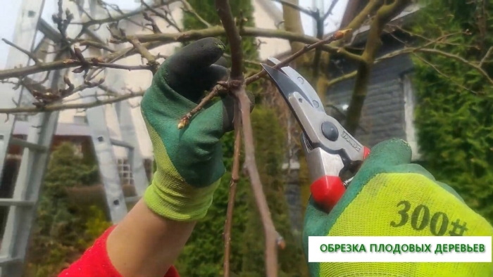 Санитарная обрезка деревьев