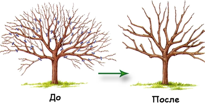 Обрезка плодовых деревьев яблонь
