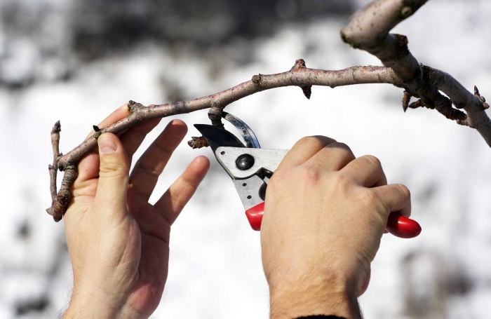 Обрезка плодовых деревьев весной