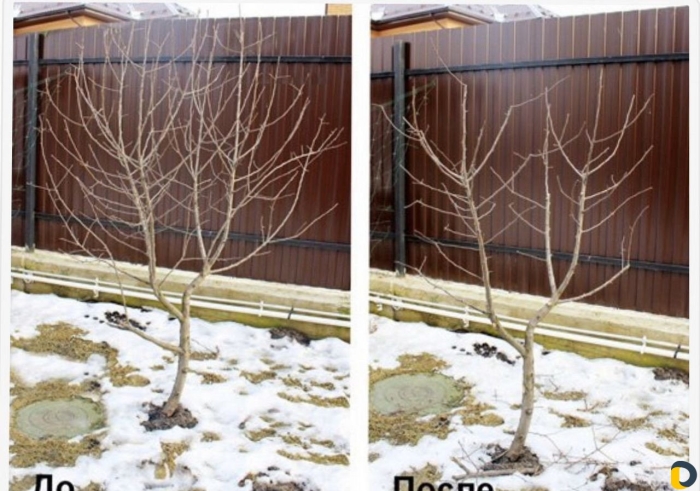 Формовочная обрезка дерева плодового