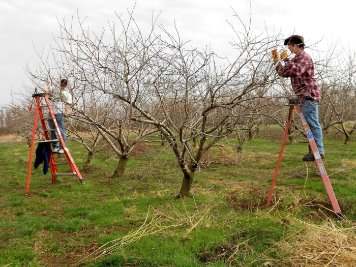 Обрезка садовых деревьев
