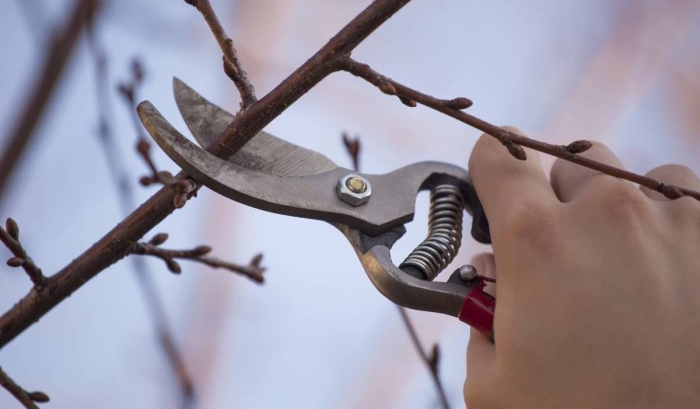 Зимняя обрезка плодовых деревьев