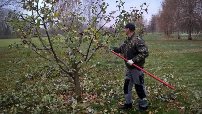 Обрезка деревьев в саду