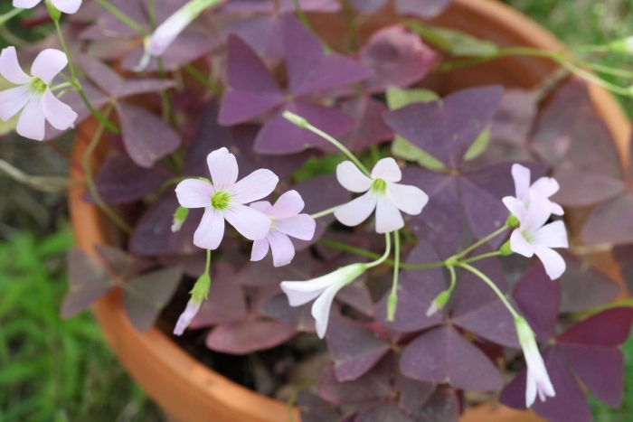 Оксалис кислица