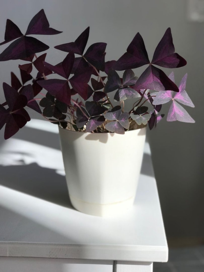 Кислица оксалис