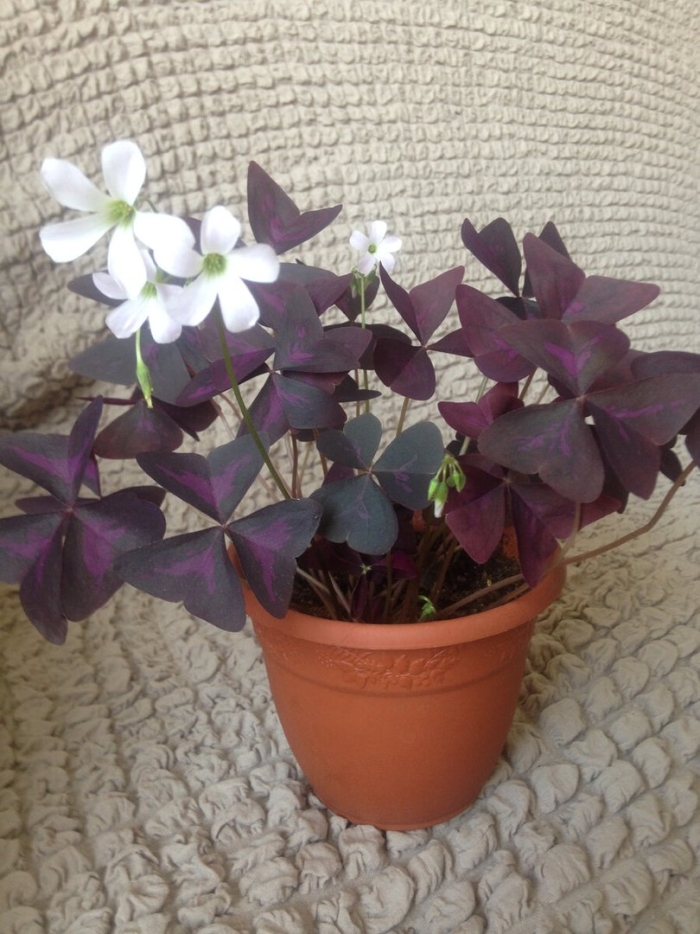 Оксалис (кислица) майк