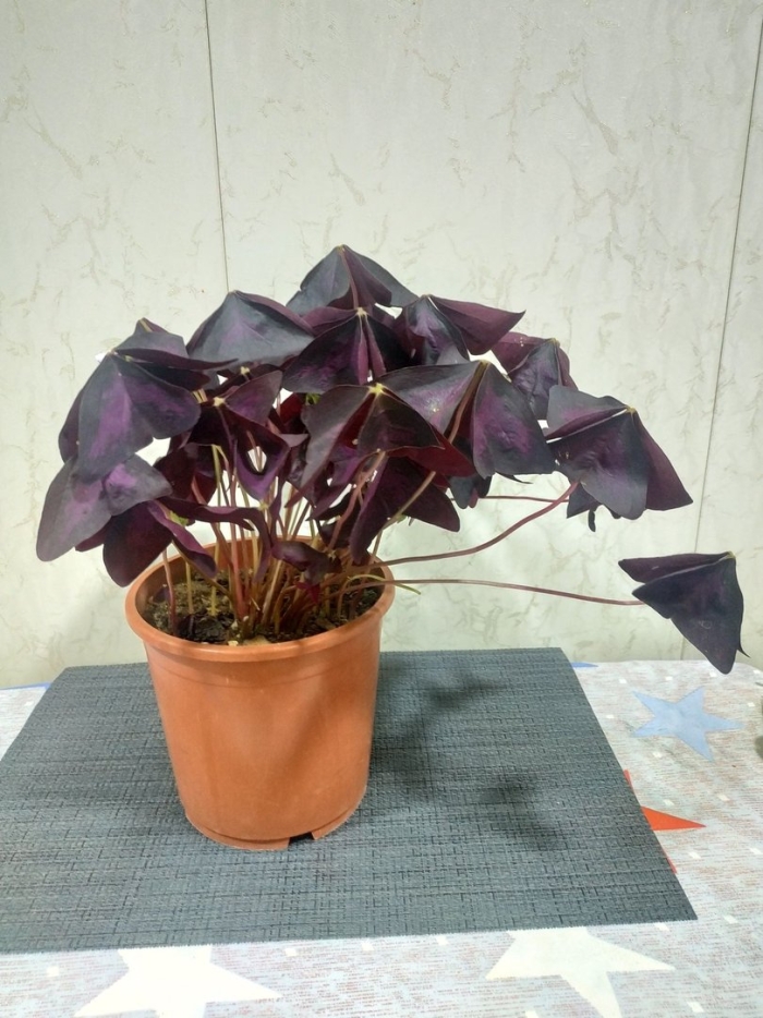 Оксалис цветок домашний