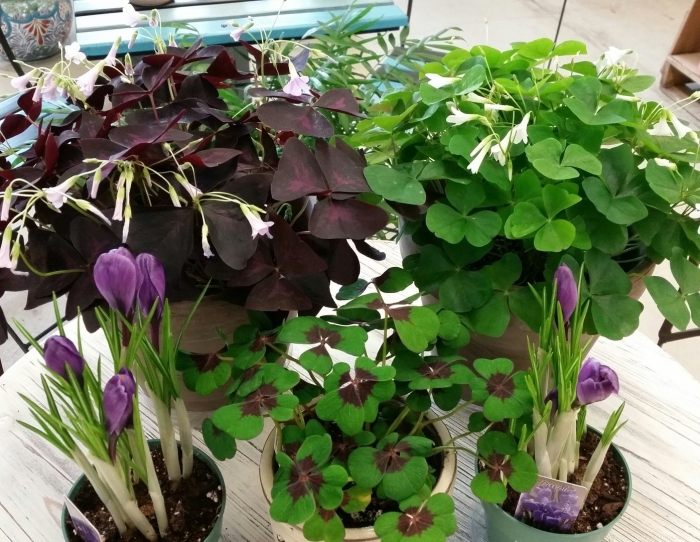 Оксалис (кислица) айрон кросс