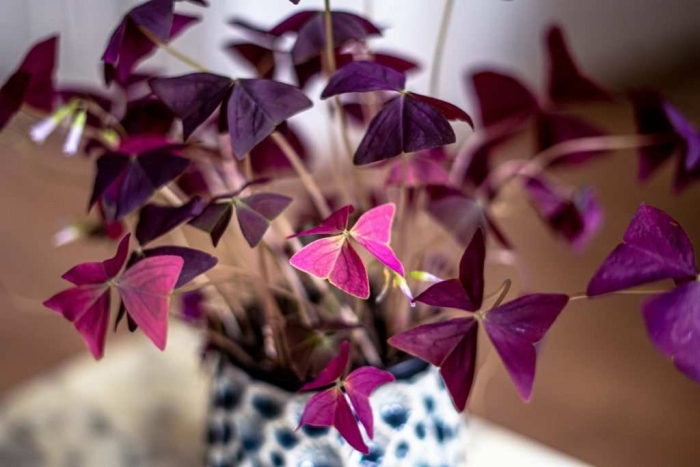 Оксалис грацилис