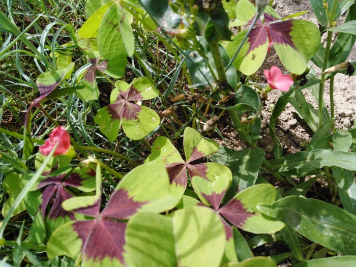 Кислица четырёхлистная