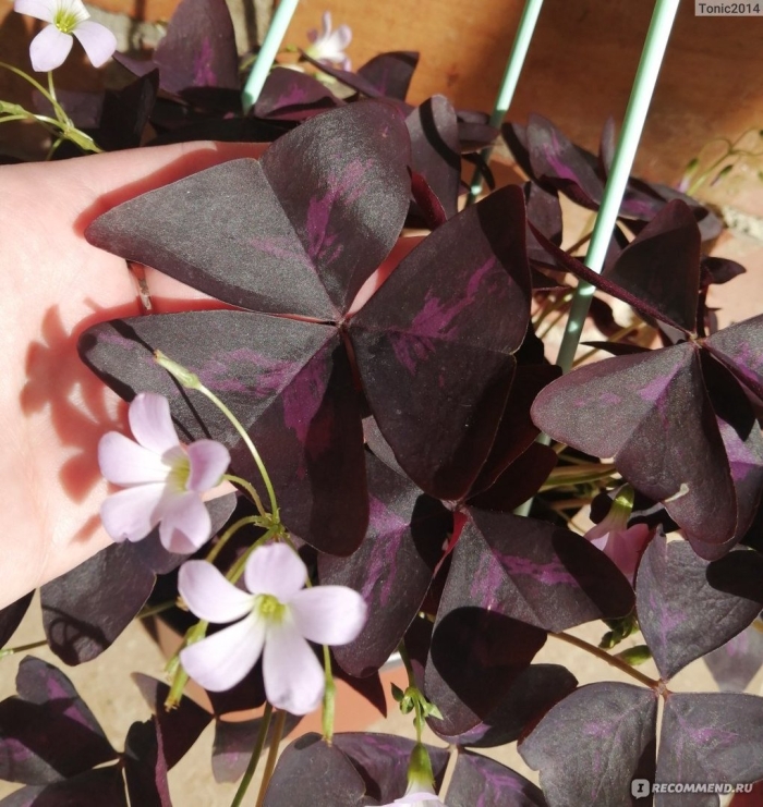 Оксалис кислица регнелла