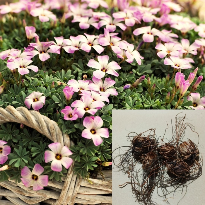 Кислица железистолистная