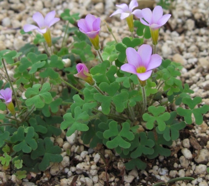 Оксалис мартианский