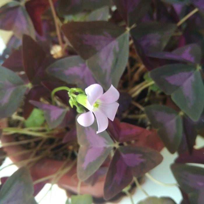 Оксалис кислица