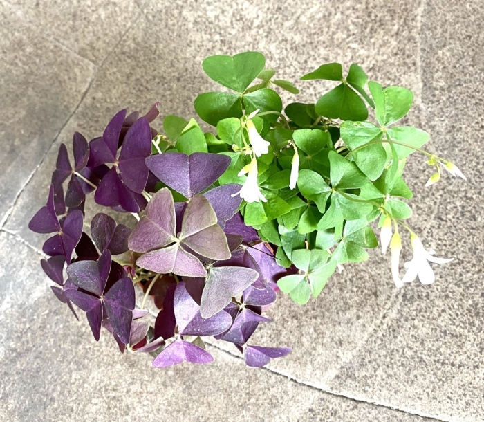 Кислица комнатная