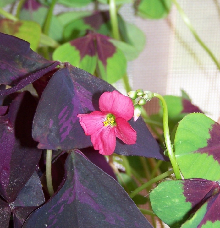 Оксалис цветок