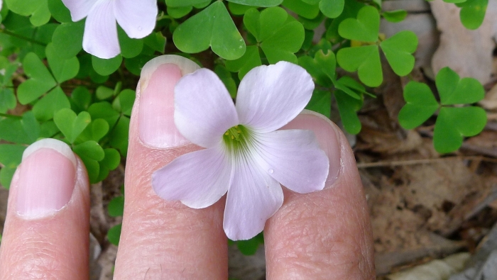 Oxalis incarnata
