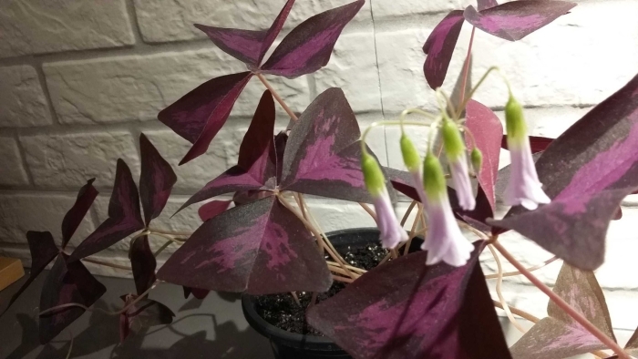 Кислица оксалис