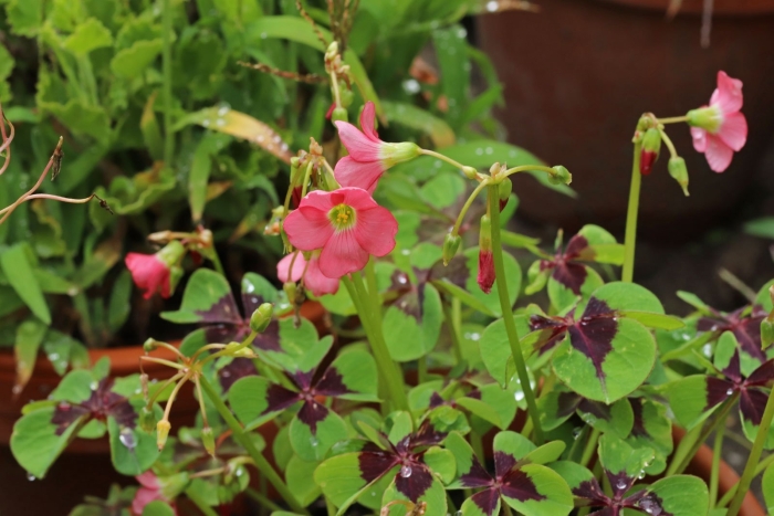 Кислица айрон кросс