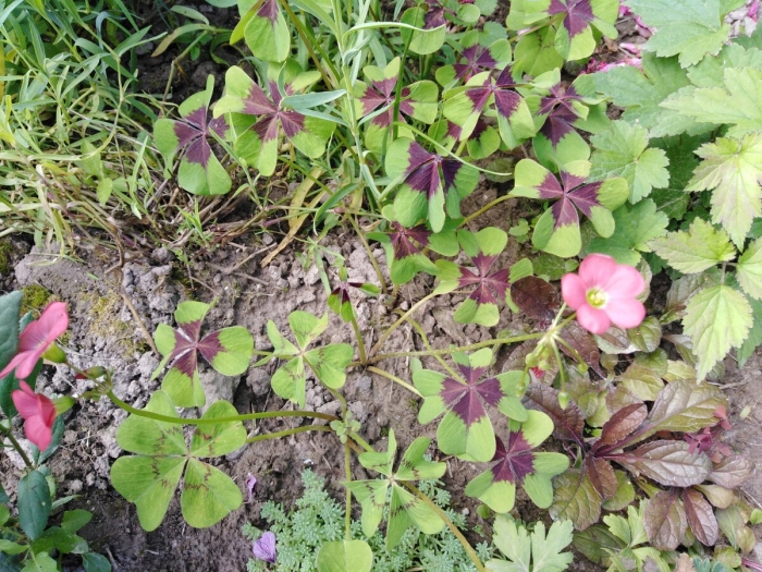 Оксалис айрон кросс