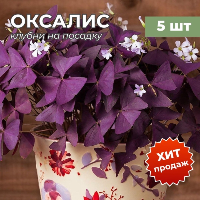 Кислица ( оксалис )пом-пом