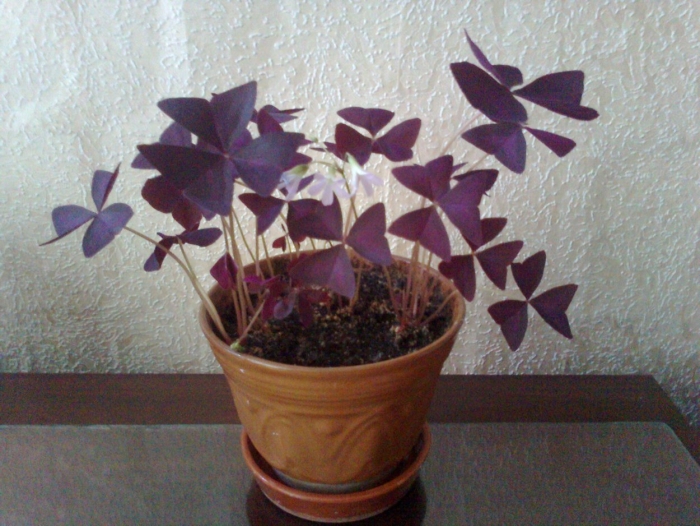 Оксалис кислица отросток