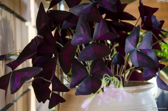 Кислица фиолетовая оксалис