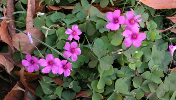 Оксалис мартианский