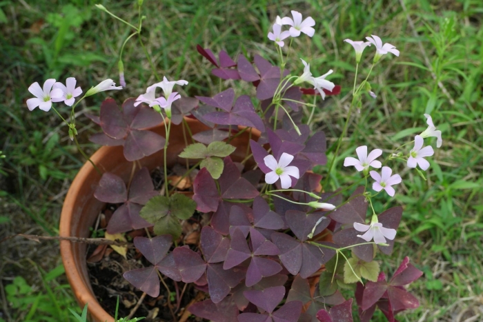 Oxalis tuberosa
