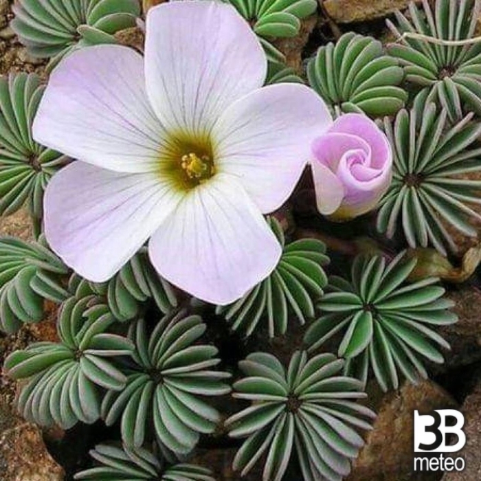 Оксалис (кислица) железистолистная