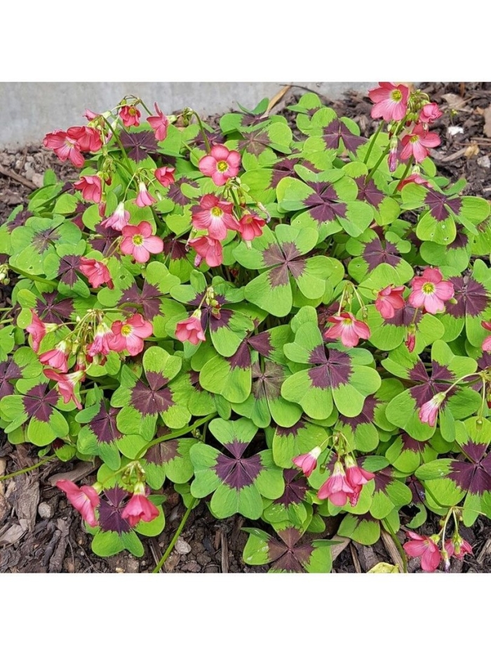 Оксалис деппа (кислица)