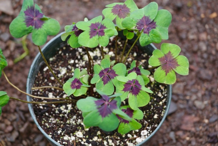 Оксалис цветок айрон кросс