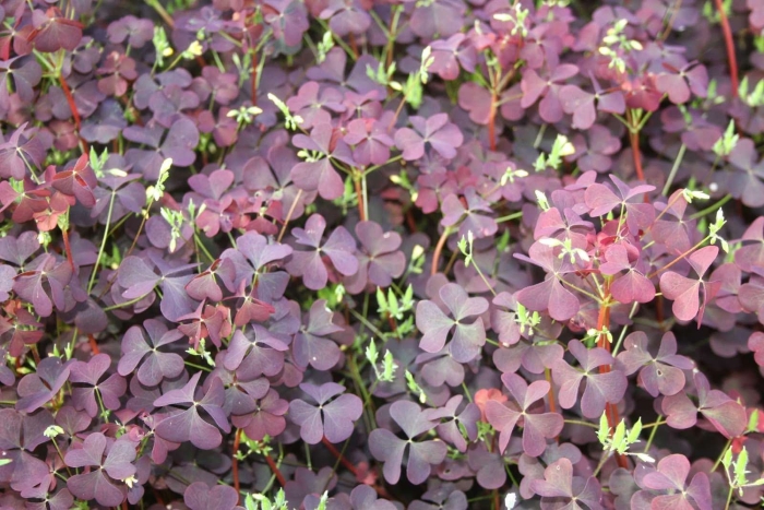 Кислица оксалис садовая