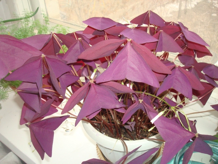 Кислица оксалис